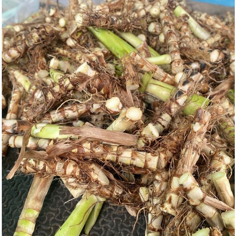 พันธุ์หญ้าหวานอิสราเอล 500ท่อน ตัดยาวๆ แถม20ท่อน หน่อดีสวยเลี้ยงสัตว์บำรุงโปรตีนสูงอ้วนเร็ว