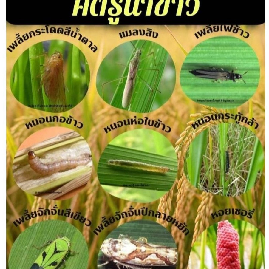 #Neem Organic น้ำมันสะเดาออแกนิคล้าน% ป้องกัน ตัดวงจรชีวิตศัตรูพืชทุกช่วงวัย เป็นมิตรกับสิ่งแวดล้อม ขนาด1000 ml.