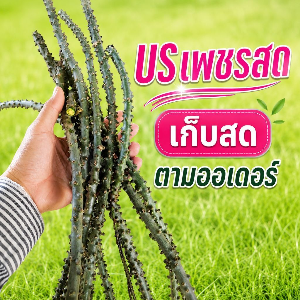 บรเพชรย่านม​ ตัดสดตามออเดอร์​ ยาว10ชม​ประมาน15ท่อนหรือ300กรัมราคา58บาท