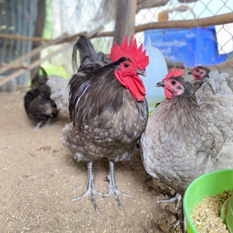 ไข่เชื้อไก่ ออสตราลอปแท้ 100% (Australorp) สายออสเตรเลีย🇦🇺ไก่ไข่ดก ทนโรค ฟักง่าย แถมฟรีตัวสำรอง