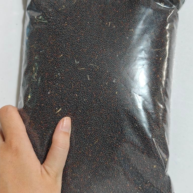 เมล็ดผักกาดดอย1กิโล พร้อมส่งเมล็ดเก็บใหม่