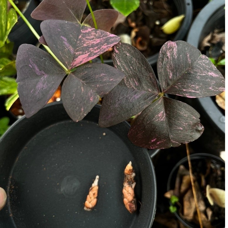 ผีเสื้อราตรีด่างชมพู Oxalis Triangularis Variegated แบ่งเป็นหัว