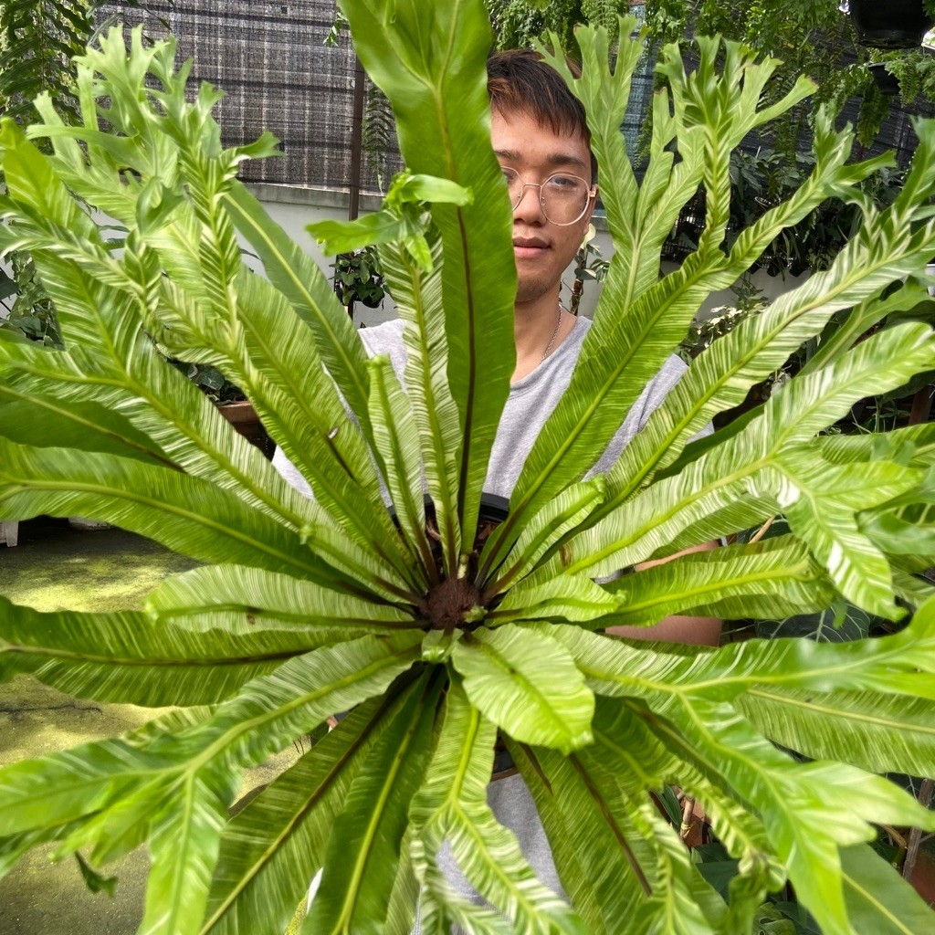 ข้าหลวงญี่ปุ่นด่าง(Asplenium antiquum 'Japan Variegated') มีลักษณะเด่นคือใบสีเขียวอ่อนแซมลายด่างสีขาวและปลายใบหยักแปลกตา