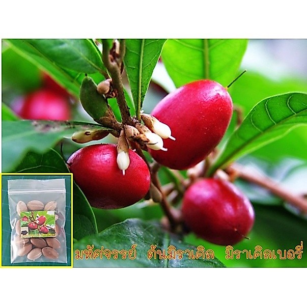 15 เมล็ด มหัศจรรย์ ต้นมิราเคิล มิราเคิลเบอรี่ Miracle fruit; Miracle berry มีบริการเก็บเงินปลายทาง