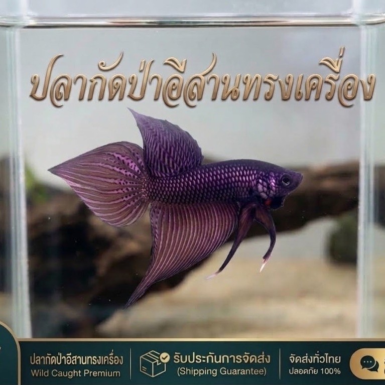 ปลากัดป่าอีสาน อีสานทรงเครื่อง ในตัวเลือก