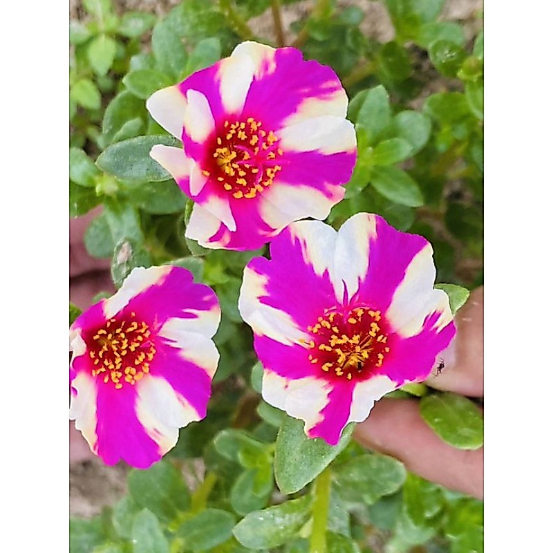 คุณนายตื่นสาย มี50สีให้เลือก ชุดละ10กิ่ง 20บาท สวยมาก