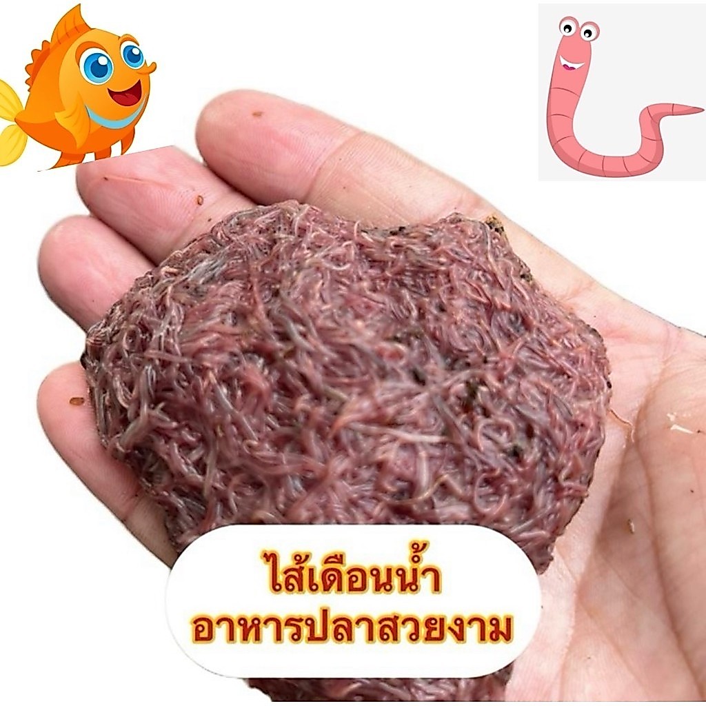 อุปกรณ์พร้อมเลี้ยงไส้เดือนน้ำทรูซิฟิกพร้อมคู่มือการเลี้ยงและเป็นอาหารปลาสวยงาม
