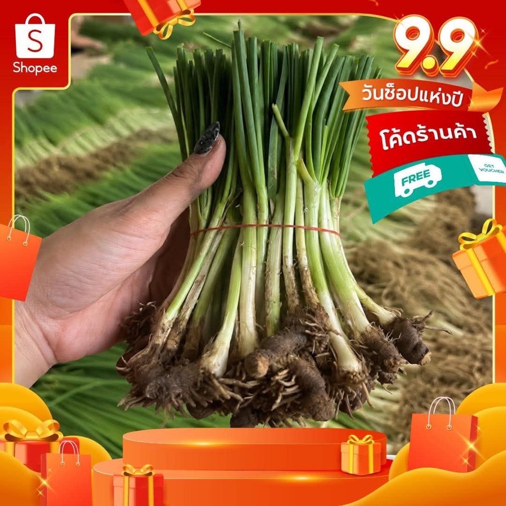 ต้นกุยช่าย พันธุ์ดอก 50 - 200 ต้น พร้อมปลูก (ขุดออเดอร์/ออเดอร์)รับประกันสินค้า