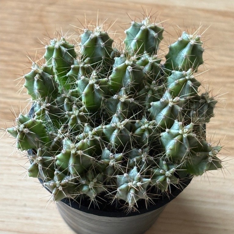 ไม้พอท ตอริทเทอโร (Ritterocereus) ขนาดกระถาง 2.5 นิ้ว
