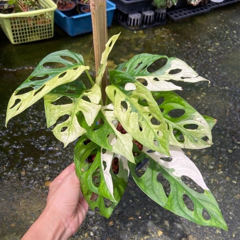 พลูฉลุยักษ์ด่างขาว (Monstera adansonii Albo Variegated) ซึ่งเป็นไม้ประดับยอดนิยมที่มีลักษณะเด่นคือใบมีรูฉลุตามธรรมชาติ