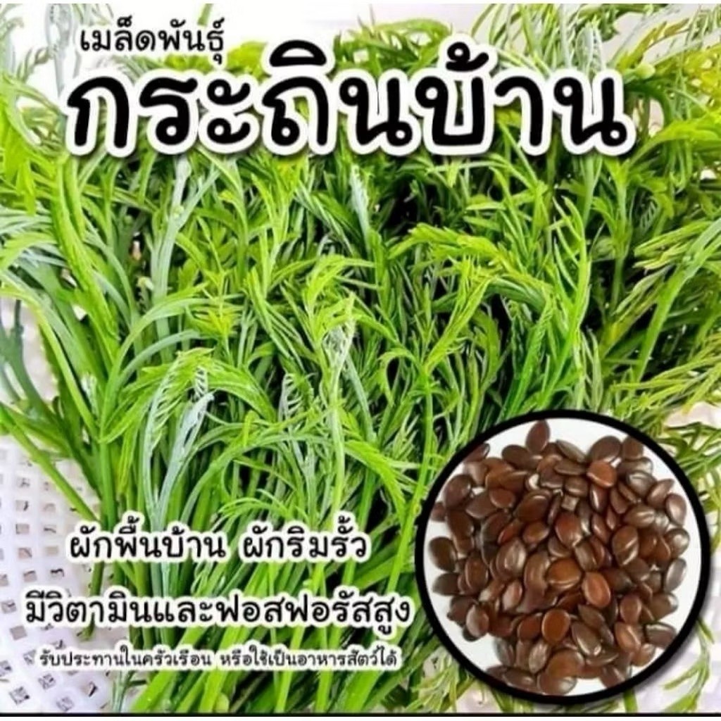เมล็ดพันธุ์ผักกระถินบ้าน 500 กรัม 150 บาท