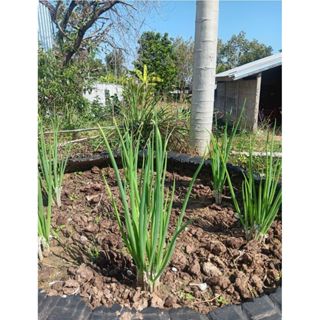 พันธุ์หอมบั่วเลย 15 ต้น สำหรับปลูก