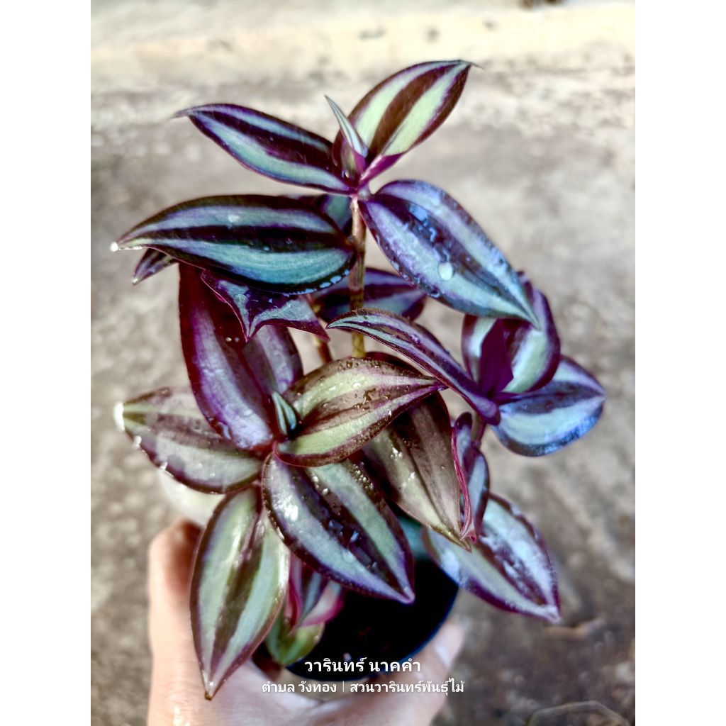 ก้ามปูหลุด (Tradescantia zebrina) กระถาง 3 นิ้ว 20 บาท