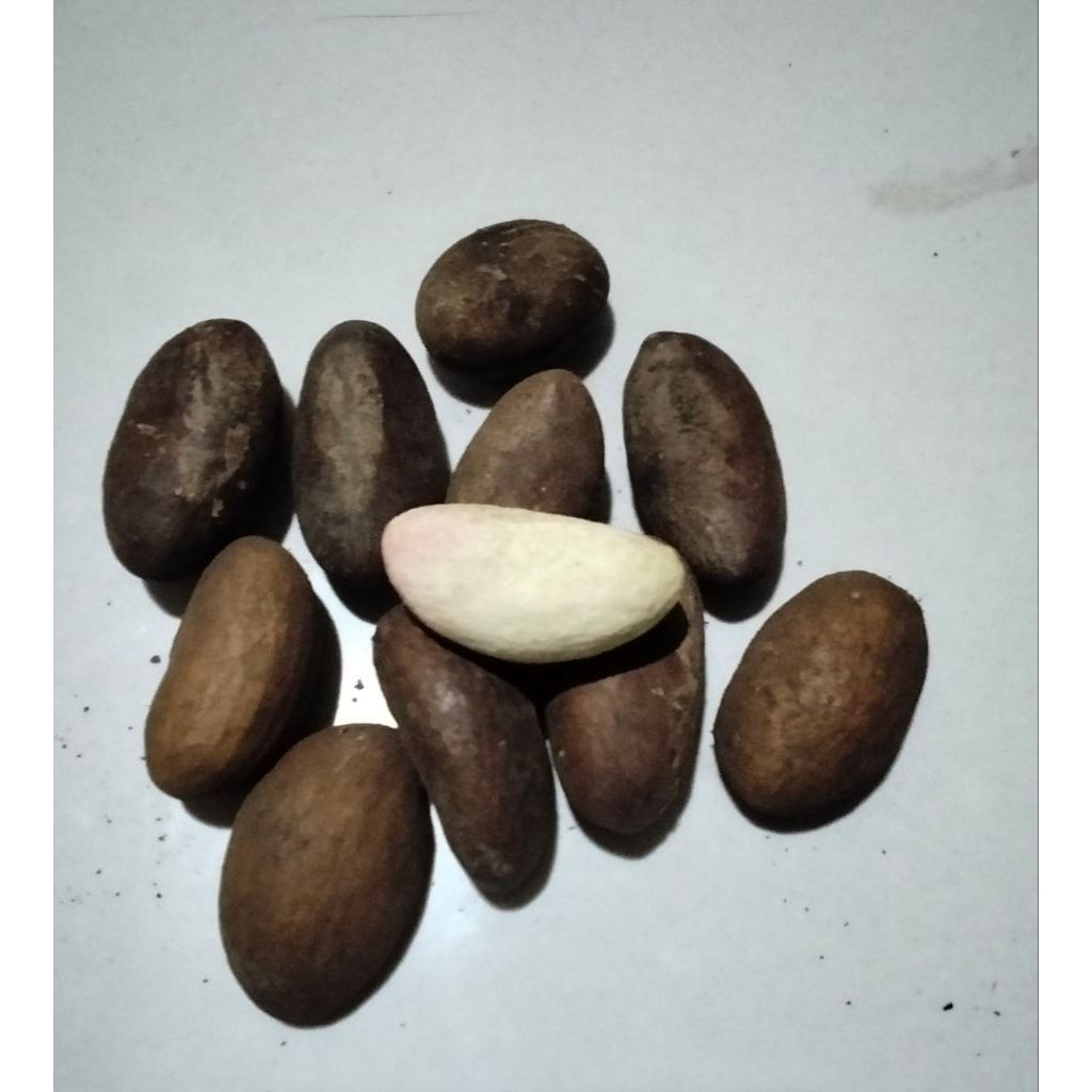 Nigeria Bitter kola.