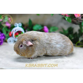 CavyO Suitab For ALL GUINEAPIG1kgอาหารหนูเควี(แกสบี้หนูตะเภาวิตามินซีสูงใช้วิตามินซีคุณภาพดีที่คงอยู่ให้เม็ดอาหารได้จริง