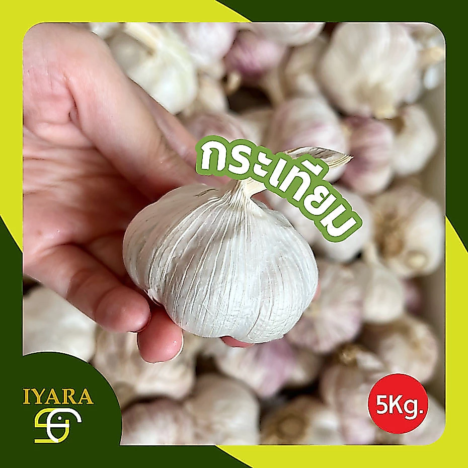 ð§āļāļĢāļ°āđāļāļĩāļĒāļĄ āļāļĢāļ°āđāļāļĩāļĒāļĄāļāļĩāļ āļŦāļąāļ§4-5.5cm āļŠāļ§āļĒ āļŠāļ°āļāļēāļ āļāļąāļāļāļļāļāļ āļēāļ 5āļāļīāđāļĨāļāļĢāļąāļĄ ð§