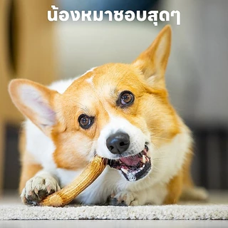 yoyopet : ไม้กัด ขัดฟันสุนัข ไม้กัดของเล่นสุนัขและแมว ไม้เขากวาง ขัดฟันสะอาด กัดเพลิน ปลอดภัย