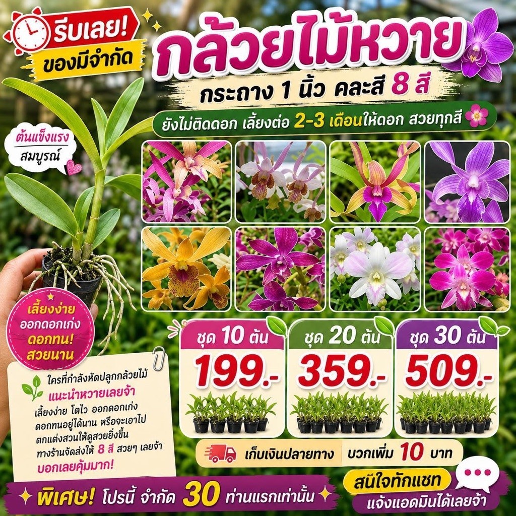 กล้วยไม้หวายคละสี8สี