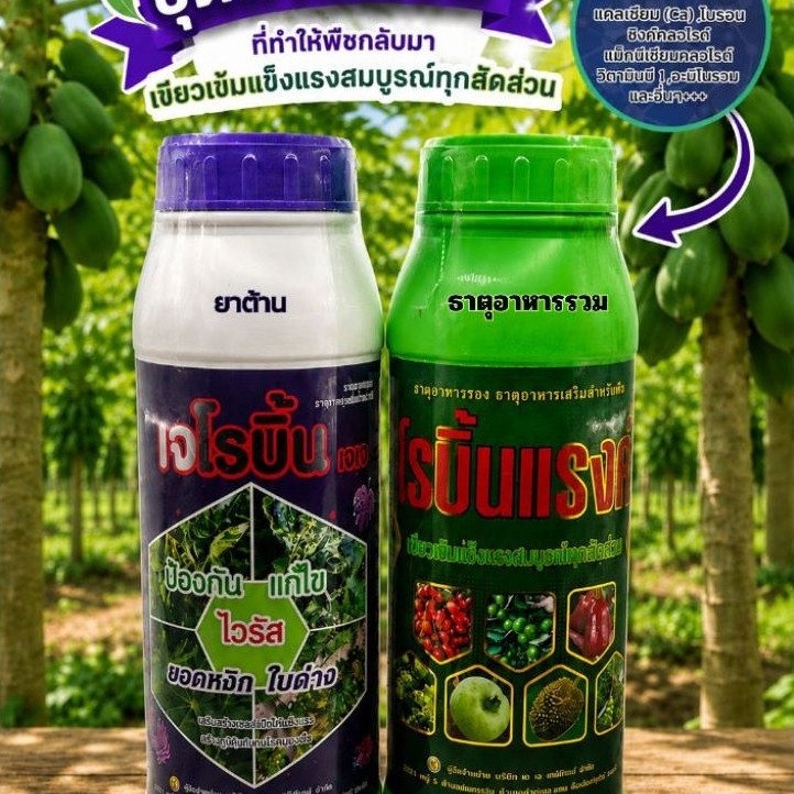 แพ็คคู่ เจโรบิ้น&โรบิ้นแรงค์