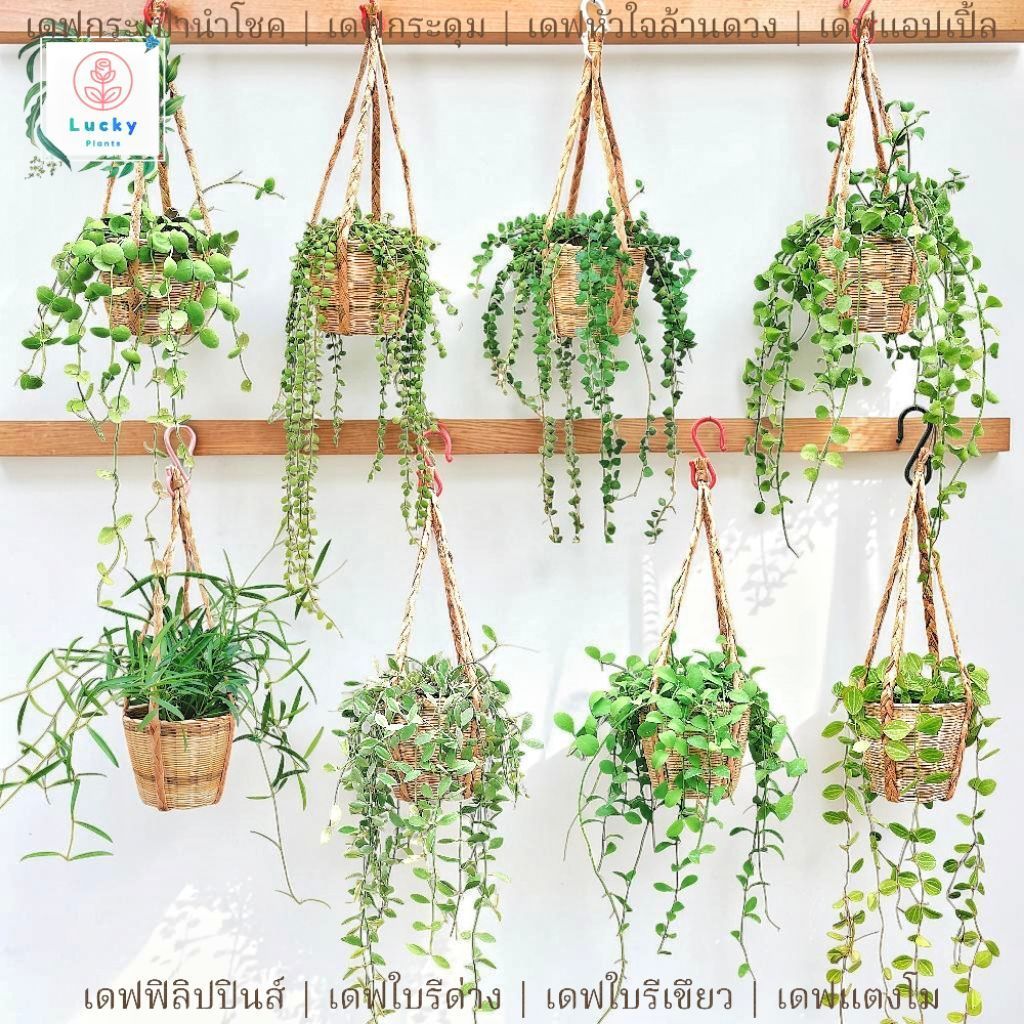 (เดฟแบบสั้น) ฟิลิปปินส์/กระดุม/หัวใจ/กระเป๋านำโชค/ใบรีเขียว/ใบรีด่าง/แตงโม/แอปเปิ้ล+ชุดกระถางสานขนาด 5 นิ้ว+ตะขอแขวน
