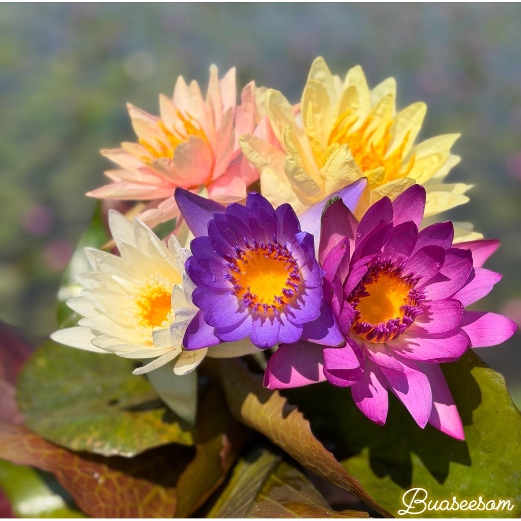 ชุดบัวไทยบัวนอกคละสี 5 ต้น