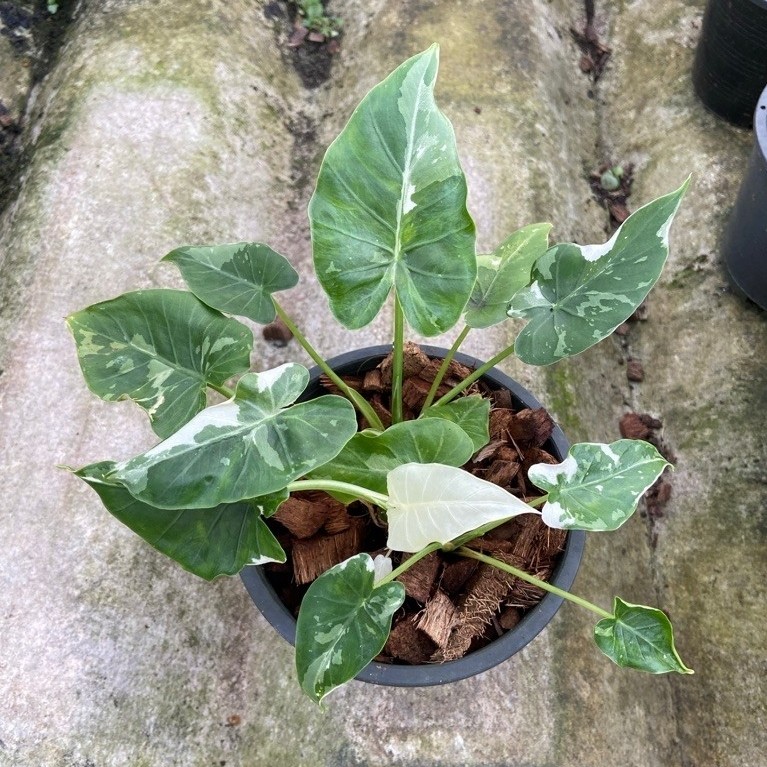 Alocasia Okinawa silver 🪴🪴♥️♥️💚💚