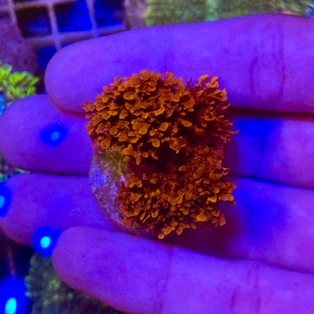 สาหร่ายอะตอมมิก ใบเล็ก (atomic broccoli algae) สำหรับบำบัดน้ำในตู้ทะเล