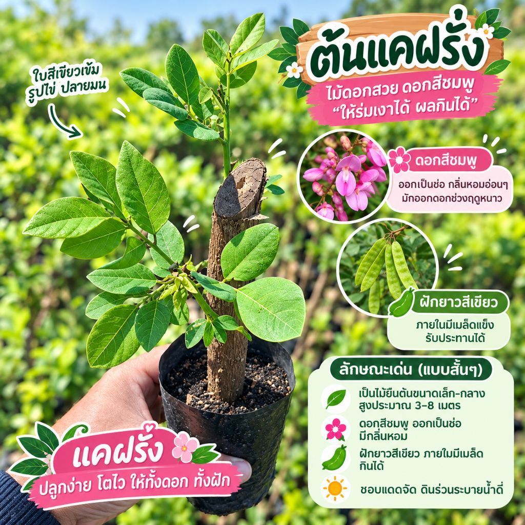 ต้นแคฝรั่ง ดอกสีชมพู ชำกิ่ง สั่งครบ 5 ต้นแถม 1 ต้น รากแข็งแรงพร้อมปลูก