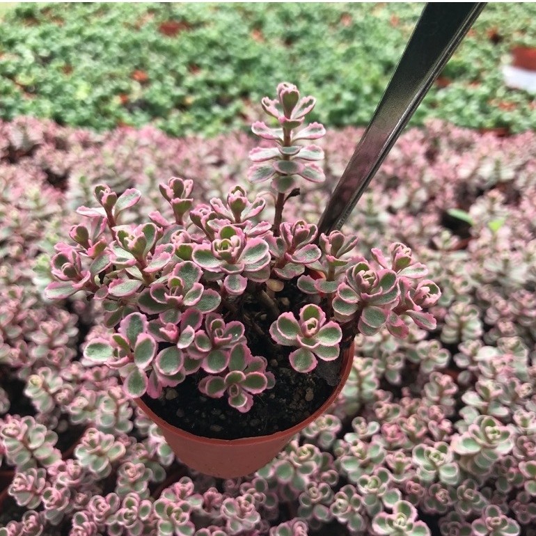 Sedum pink Tricolor