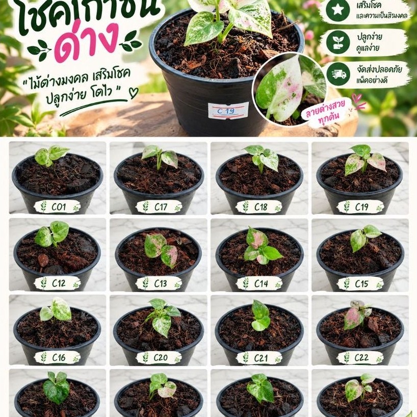 🌿 โชคเก้าชั้นด่าง | ต้นจริงตามภาพ กรุณาอ่านข้อมูลก่อนสั่งสินค้า