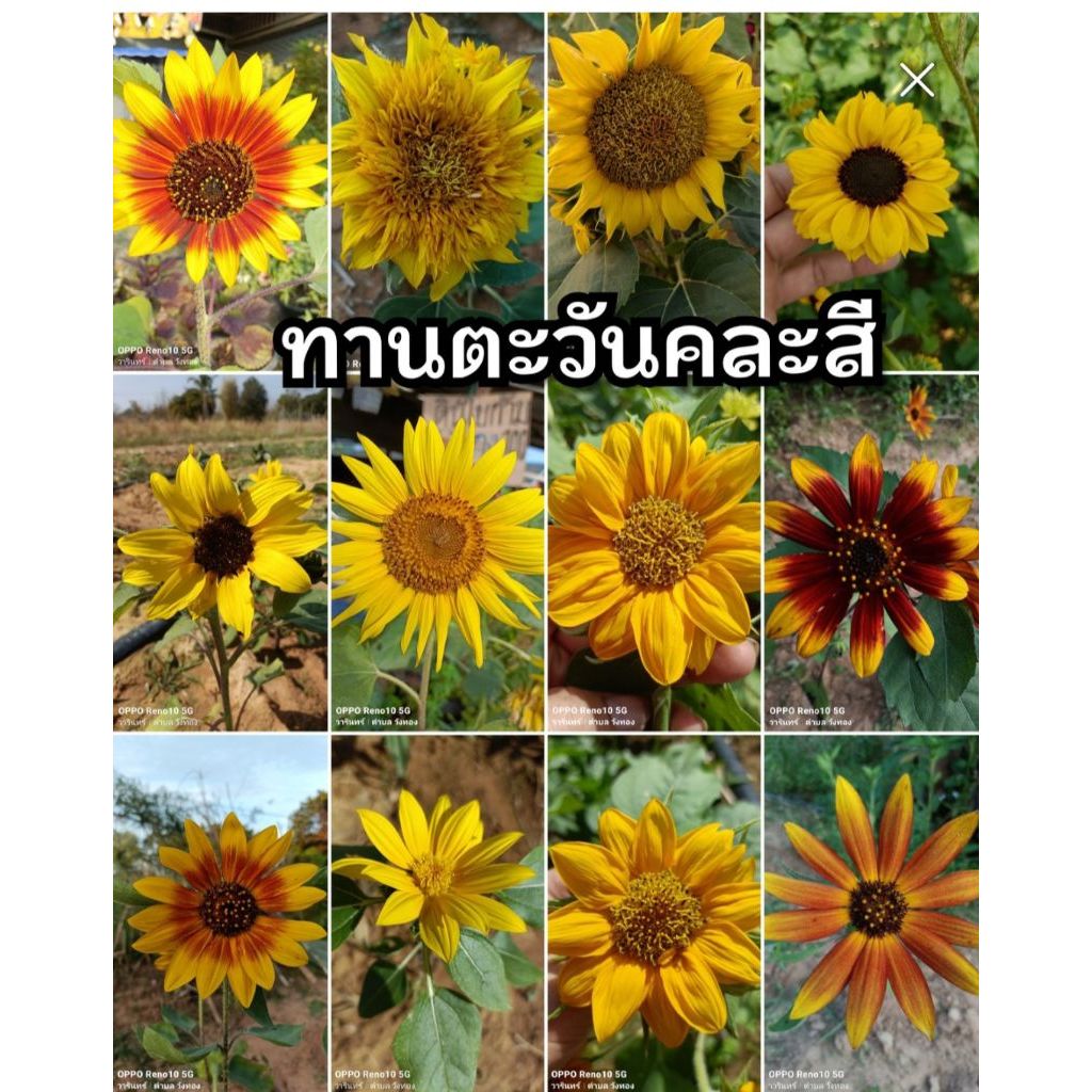 ทานตะวันคละสี 50 เมล็ด 20 บาท เมล็ดคุณภาพอัตราการงอกสูง 50 เมล็ด 20 บาท