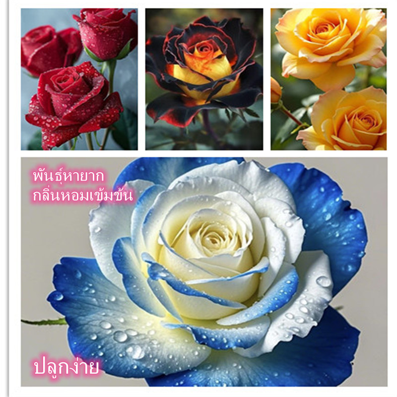 ต้นกล้ากุหลาบ [พันธุ์หายาก] ปลูกง่าย มีหลายสีให้เลือก ออกดอกในปีเดียวกัน ดอกใหญ่และมีกลิ่นหอม ปลูกลงกระถาง/สวนได้ง่าย ทน