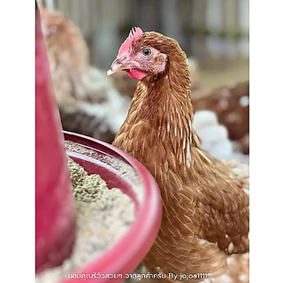 TOP ถังอาหารไก่ ที่ให้อาหารไก่ ที่ใส่อาหารไก่ ถังใส่อาหารไก่ ถาดอาหารไก่ ถ้วยให้อาหารไก่ ขนาด เล็ก กลาง ใหญ่ สินค้าไทย