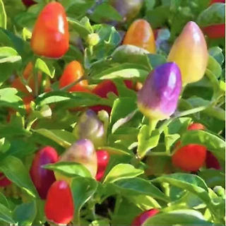 พริกสีรุ้งถูกที่สุด 10บ.เมล็ดพันธุ์พริกสีรุ้ง 10 เมล็ด พริก 7 สี โตไว พุ่มใหญ่ ปลูกประดับสวยมาก