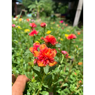 คุณนายแหวนเพรชเก็บคละสี ชุดครึ่งโล 59฿ มี10-15 สี