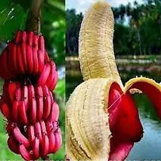 กล้วยน้ำว้าสีชมพู เพาะเนื้อเยื่อ ความสูง 40-50 ซม. มีถิ่นกำเนิดจากเวียดนาม ผลสีชมพู รสหวานหอม ปลูกง่าย ทนทานต่อโรคและแมล