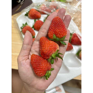 สตอเบอรี่สด นำเข้า ขนาด20 ลูก จัดส่งทันที✨ 3 กล่อง (ในพื้นที่ กทม.ได้รับภายใน 4 ชั่วโมง กดรับด่วนเท่านั้น)