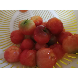 ต้นเชอร์รี่หวาน (แบบกิ่งตอน) ขนาดความสูง 60-70 ซม.