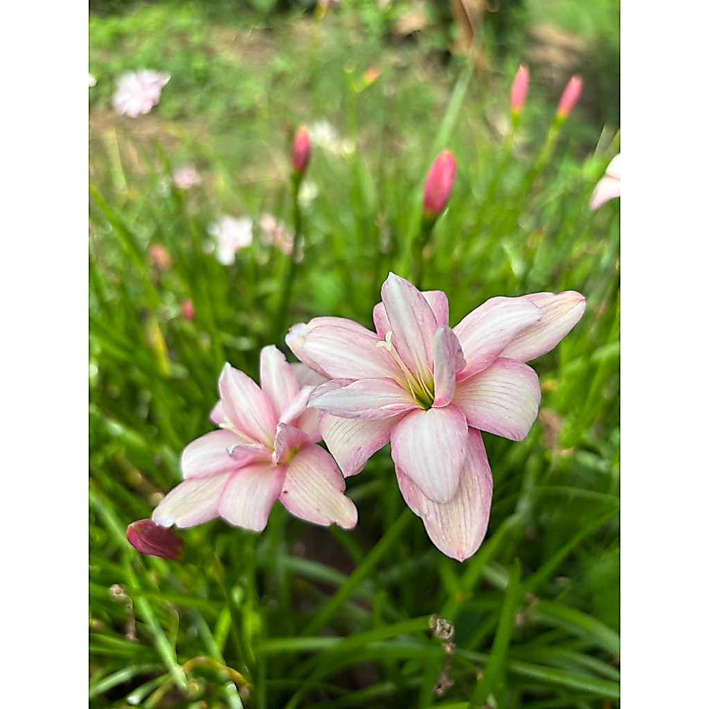 บัวดิน Z.Lilawadee/ บัวดินลีลาวดี (ซื้อสินค้ารวมกันในร้านขั้นต่ำ 50 บาท)
