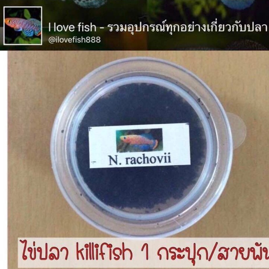 อุปกรณ์เพาะ เฉพาะไข่ killifish killifish egg- ไข่ 20 ฟอง !! - ไข่คิลลี่ คิลลี่ฟิชไข่ใหม่ ฟักติดแน่นอน