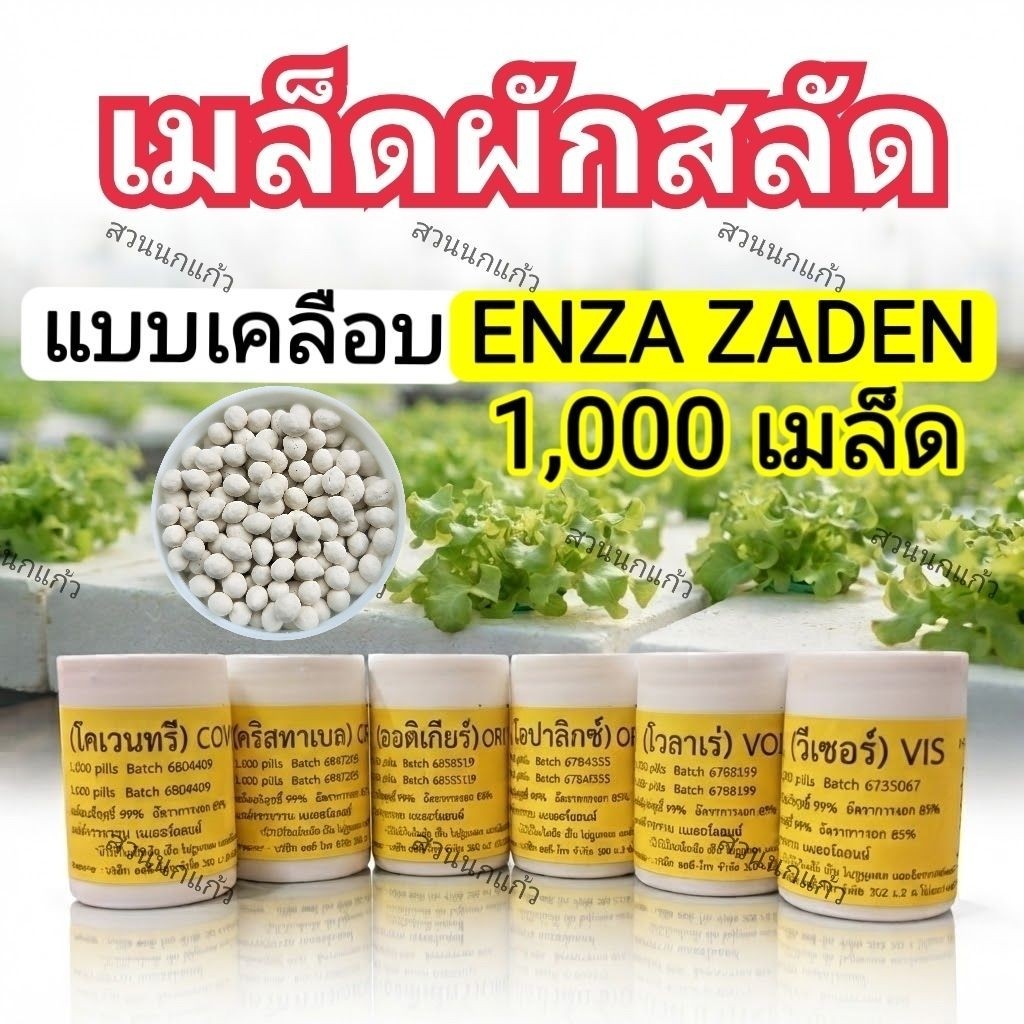 เมล็ดพันธุ์ผักสลัด ชนิดเคลือบ Enza Zaden กระปุก 1,000 เมล็ด