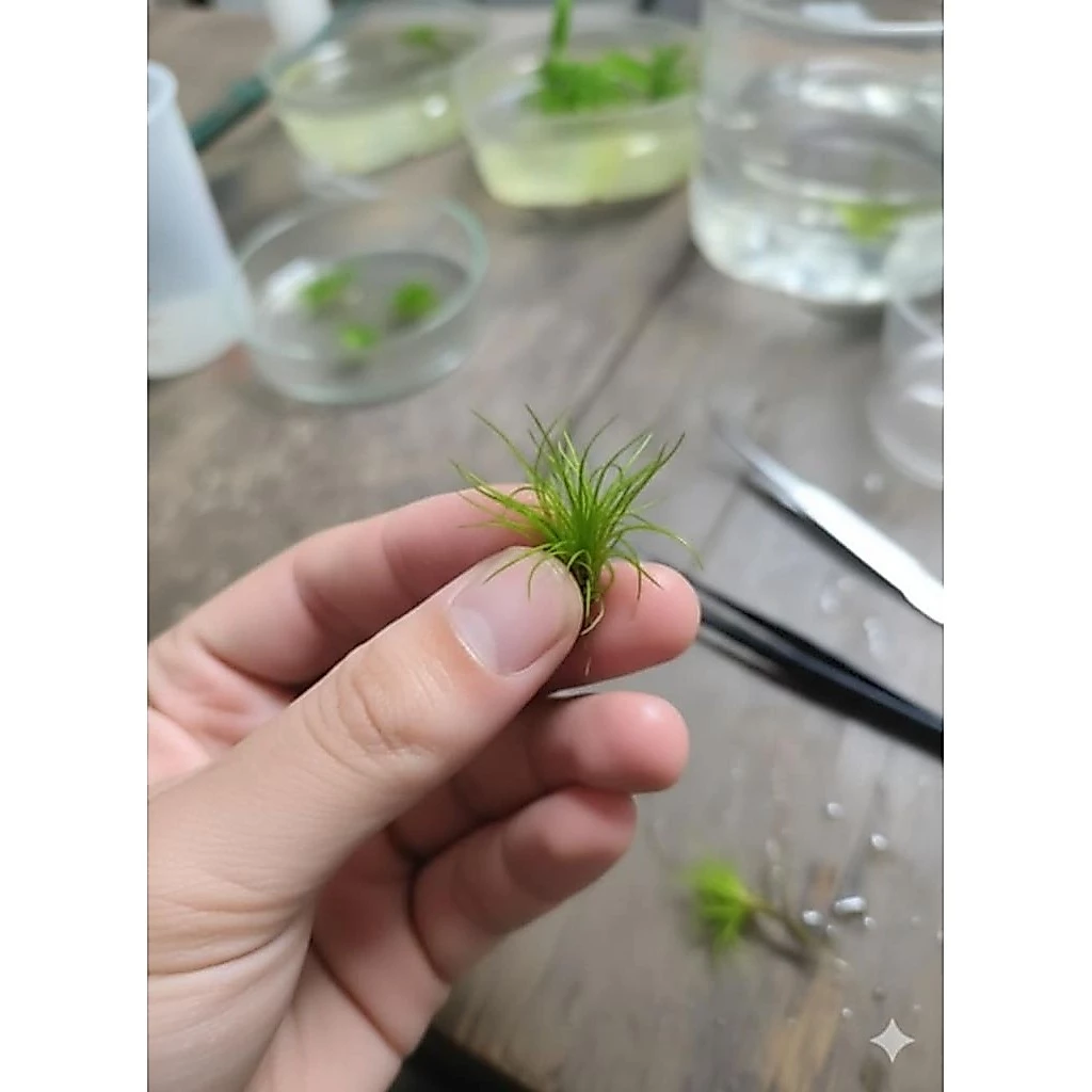 Hairgrass Twist ไม้ปูพื้น ประดับตู้ปลา thumbnail 10