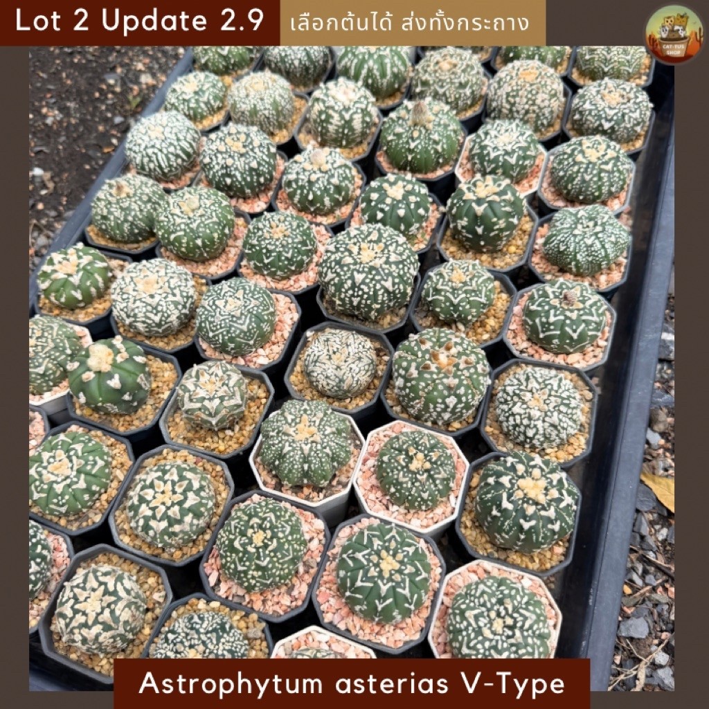 [ Update 2.9] Lot-2 Astrophytum asterias Super kabuto V-Type แอสโตรวี Cactus กระบองเพชร (ส่งทั้งกระถาง)