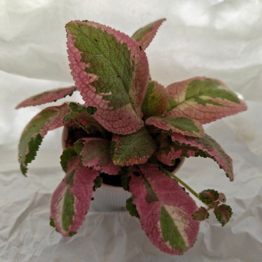 ต้นพรมญี่ปุ่น ปิกัสโซ่ กระถาง 4 นิ้ว (Episcia Picasso)