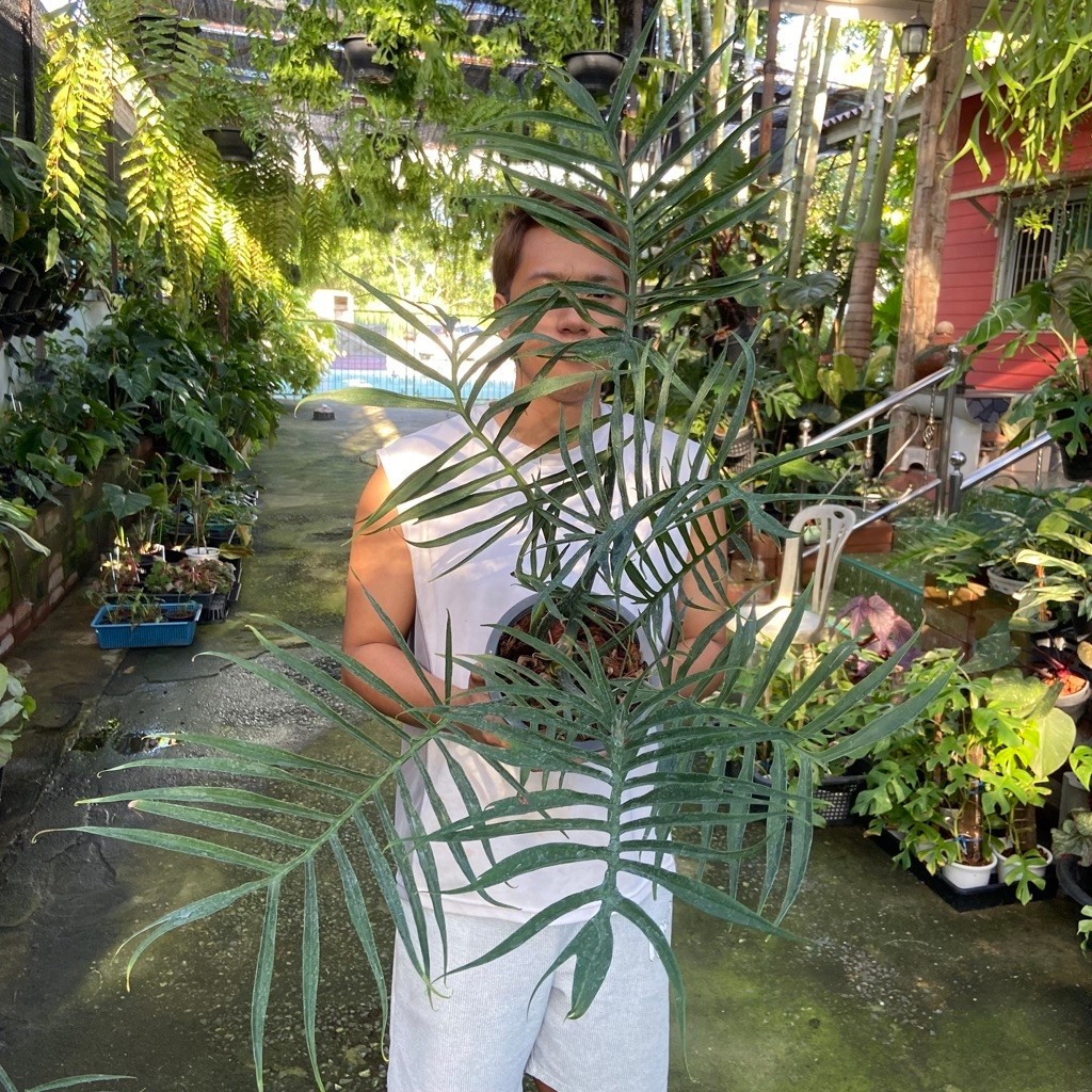 ฟิโลเดนดรอนทอทั่ม (Philodendron tortum) เป็นไม้ประดับยอดนิยมที่มีลักษณะใบแปลกตา แตกเป็นซี่ๆ