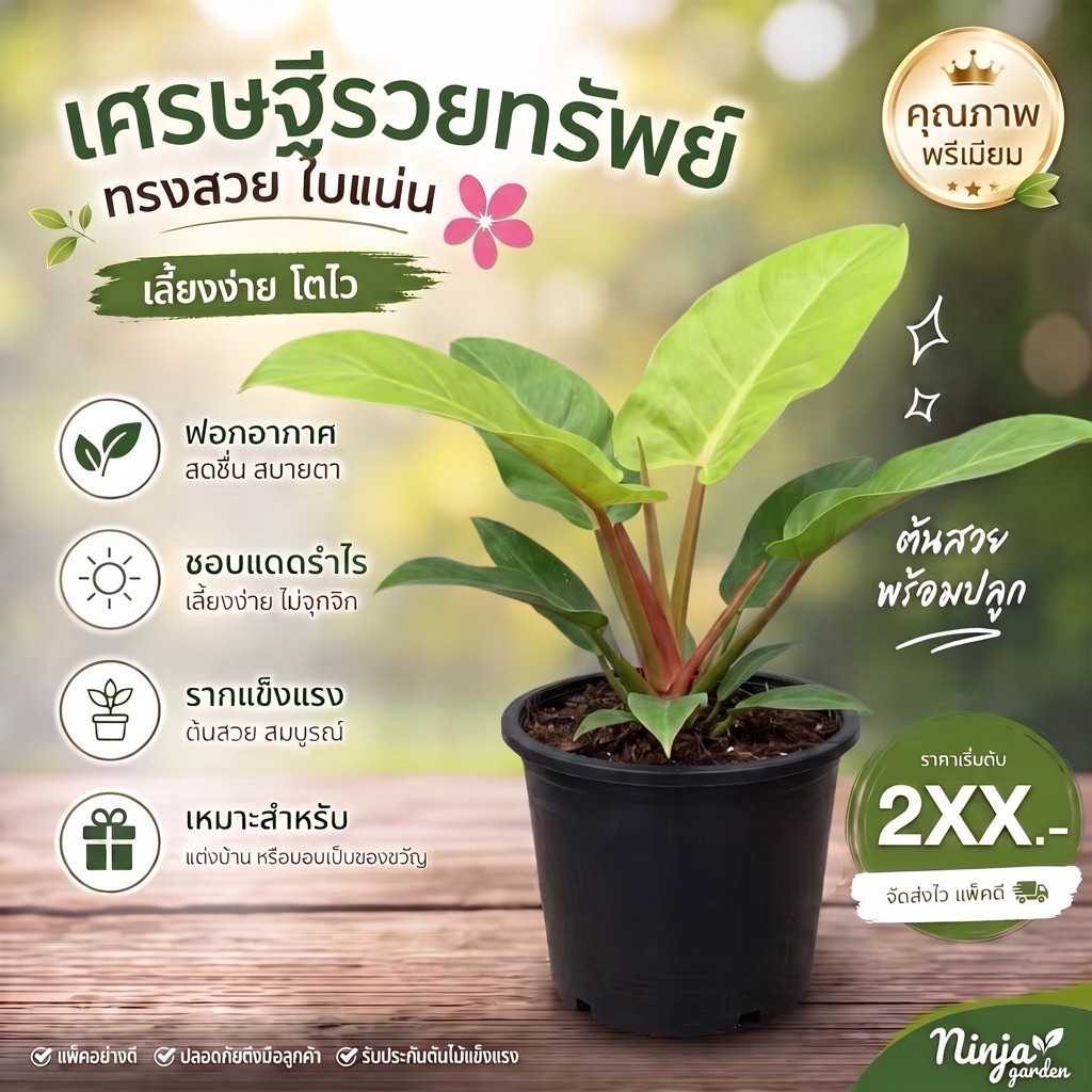 เศรษฐีรวยทรัพย์ กระถาง 11 นิ้ว สูง 70-80 ซม./ Philodendron sp. imperial green