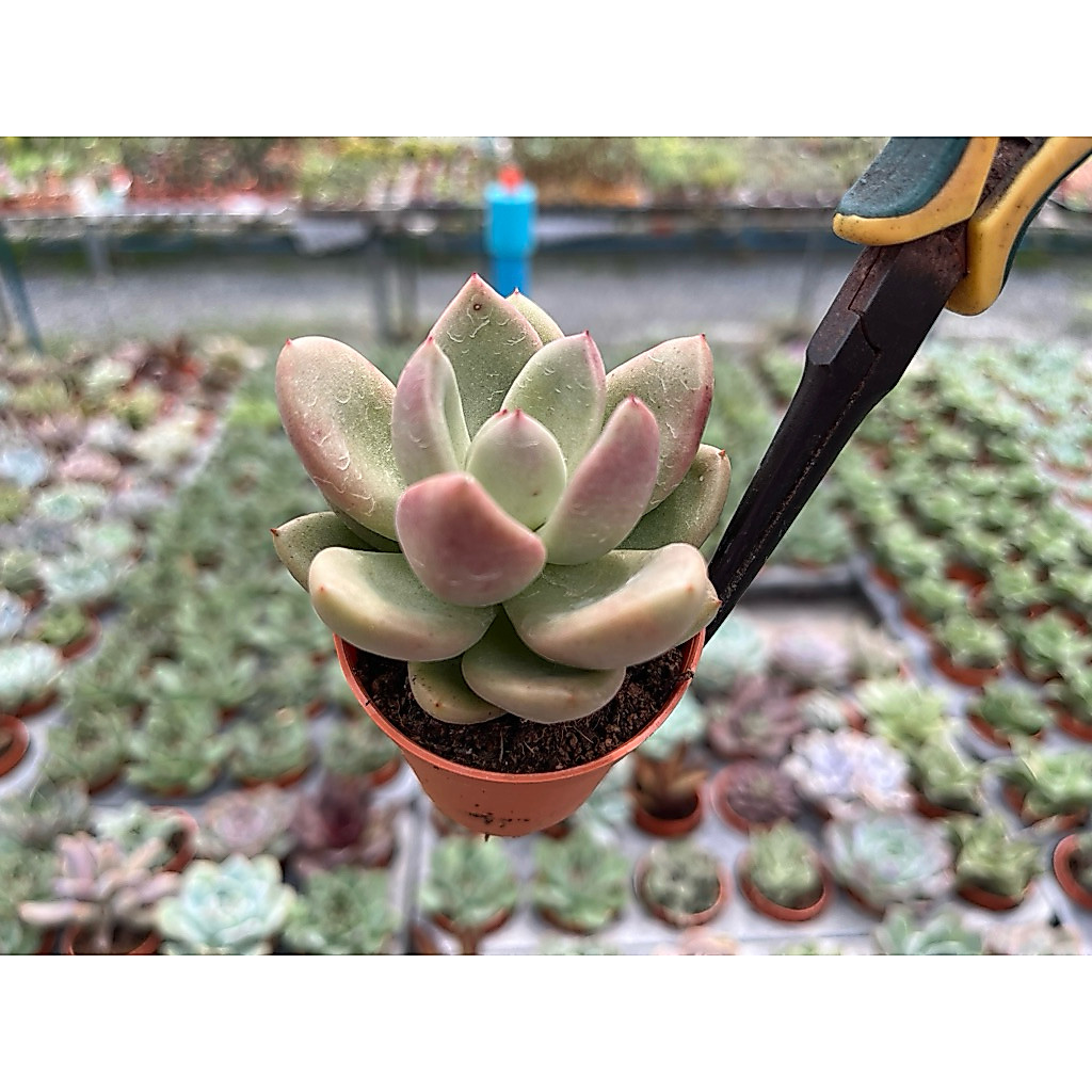 Echeveria Avocado pink