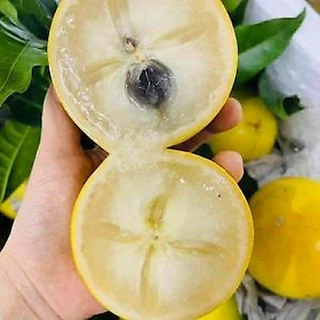 อะบิว ผลไม้ทองคำ อร่อยมาก ต้นขนาด 25-30 ซม. ปลูก 1.5-2 ปีติดผล คุ้มค่าที่จะรอ