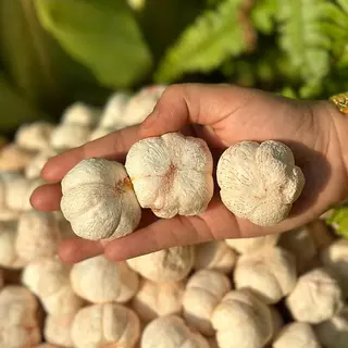 (ลดแรง) มังคุดฟรีซดราย ถุงละ30g. เปรี้ยวๆหวานๆ กรอบฟู ตุ๊กกี้ตัวแสบ