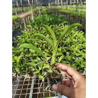กล้วยไม้หวายกระถางหลากสี 1นิ้ว ราคาส่งจากสวน หลากสี pot plants